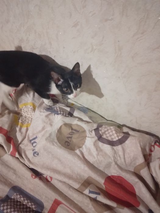 Кошечка 3 с пол месяца.