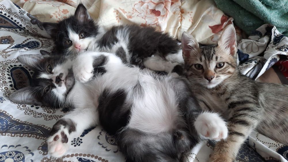 Домашно Котенце с Доставка