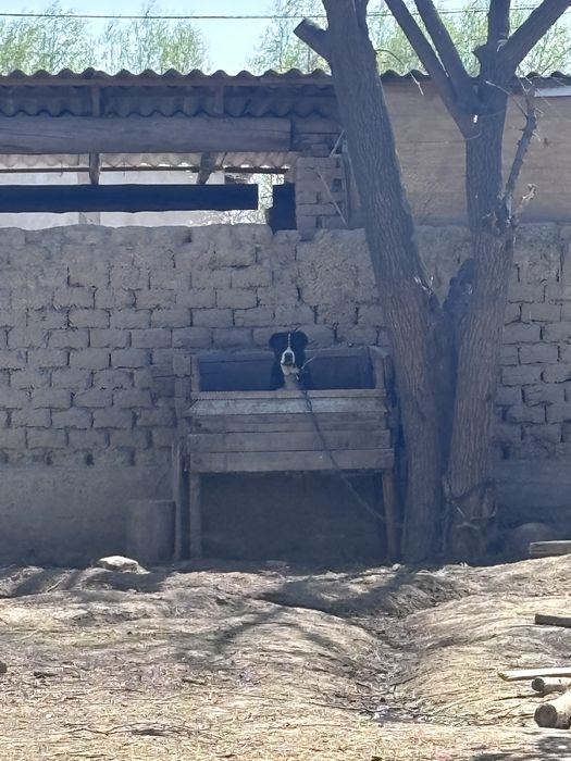 Ұрғашы мошный 1.5жас