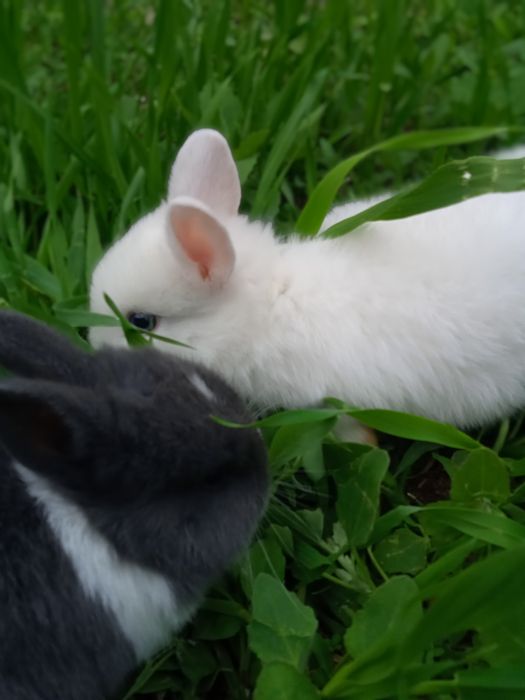 Кролик Декартивный