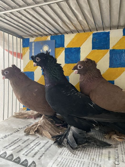 Старопородные на игру.