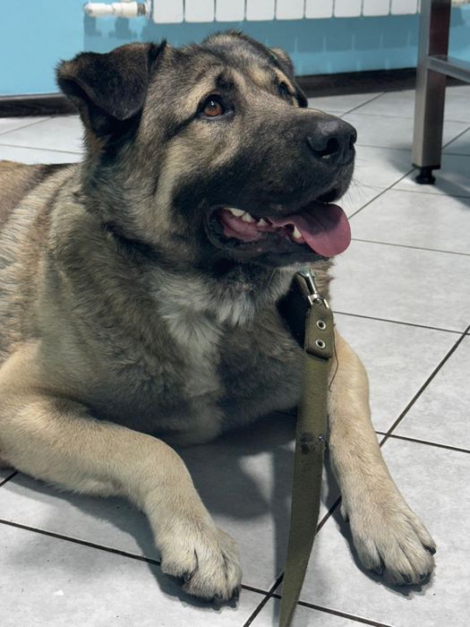 Мальчик Миша ищет дом