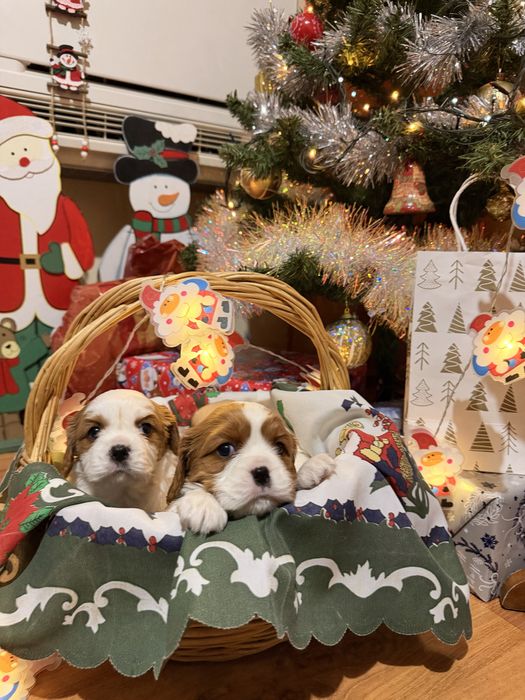 Кавалер Кинг Чарлз Шпаньол