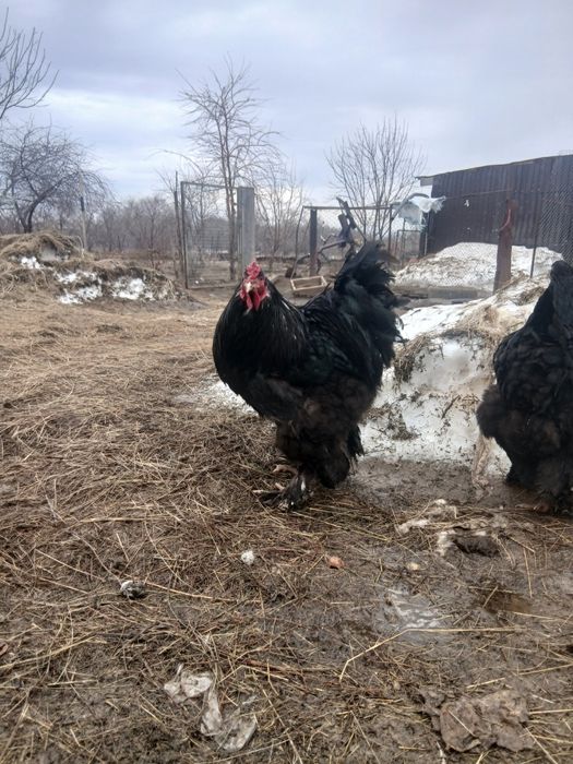 Петух чёрного брама