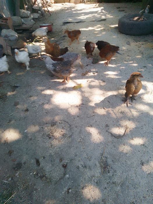 Pui de găină de țară