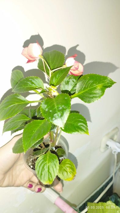 Продаются детки Бальзамина красного