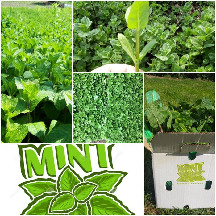 Stoloni menta olanda