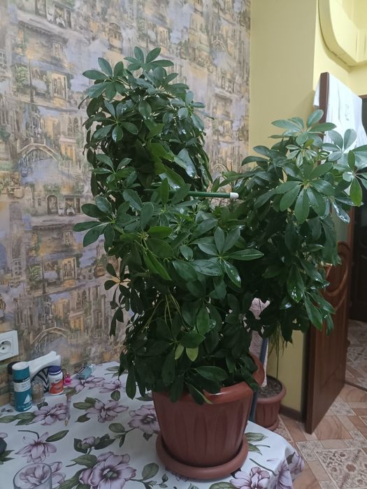 Шефлера, 110 см. Пушистая, в форме сердечка