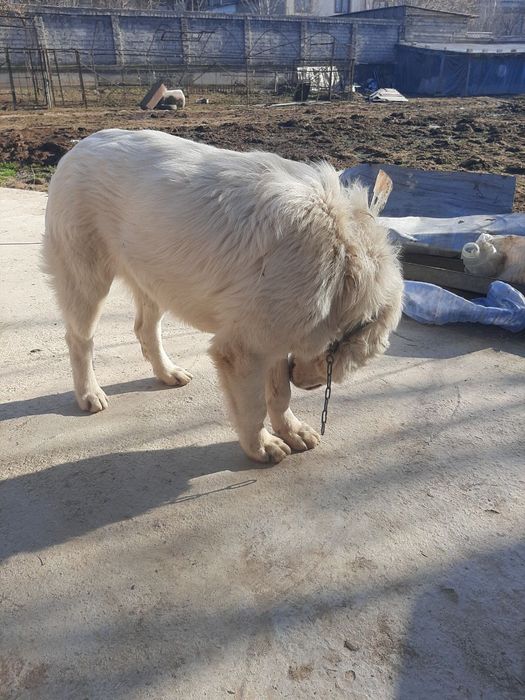 Алабай Сотилади.