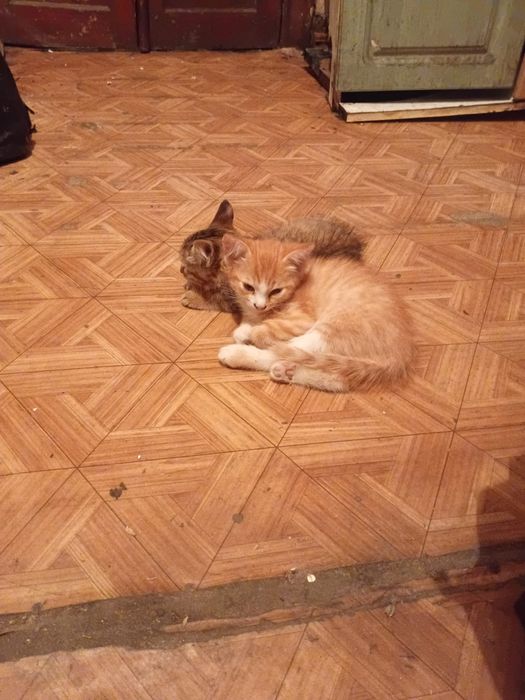 Отдам котят в хорошие руки