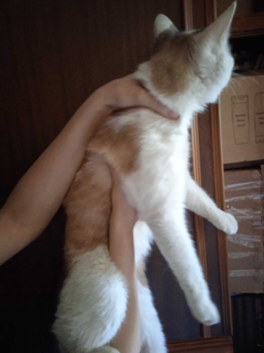 Рыжий, голубоглазый котик, кастрирован, 1 год.