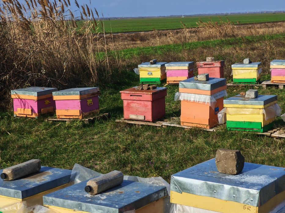 Vând familii de albine și miere