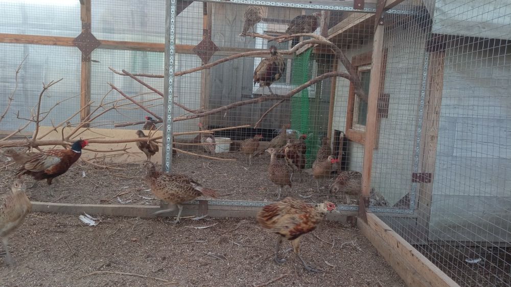 Продам   фазанов