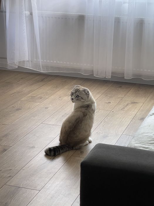 Отдам кота в хорошие руки