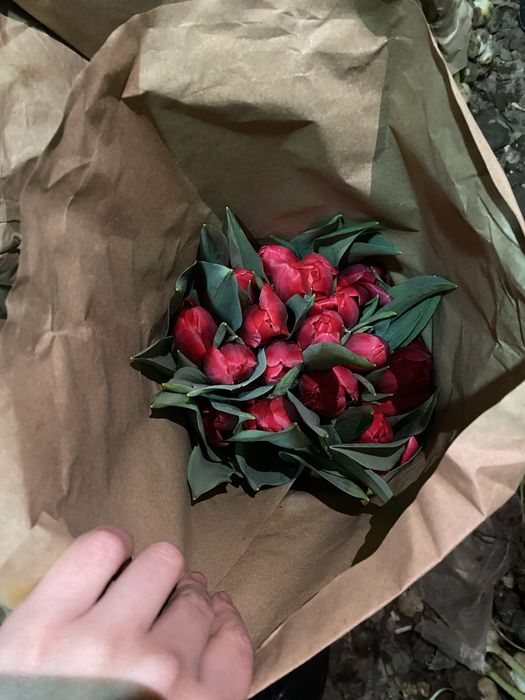 Тюльпан оптом 380