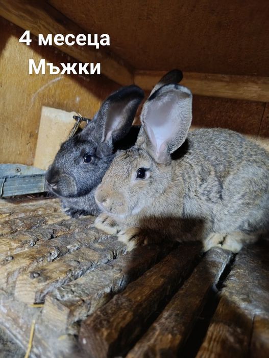 Продават се зайци мъжки и женски!
