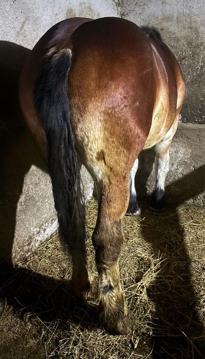 Vand mânză de un 1 si 7 luni