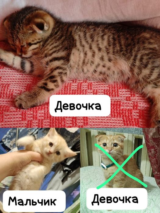 Котята Шотландские