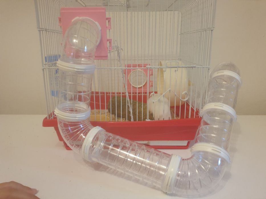 hamster alb cu ochi negri are 9luni si este fetița  este rasa hamster pitic si este dragalas este cuminte si este energic noaptea si ziua este energic