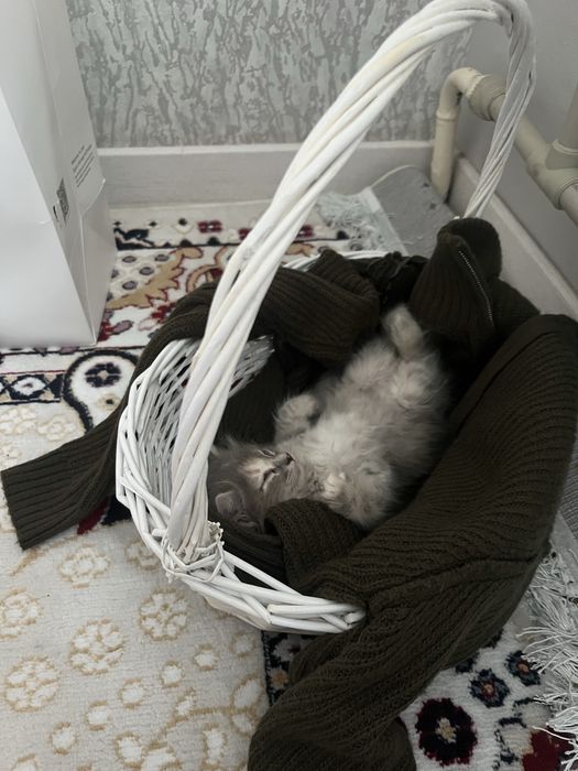 Продается котенок