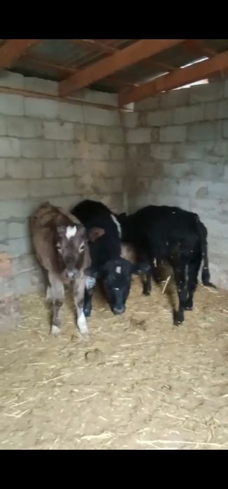 Еркек бұзаулар, 4,5 айлық