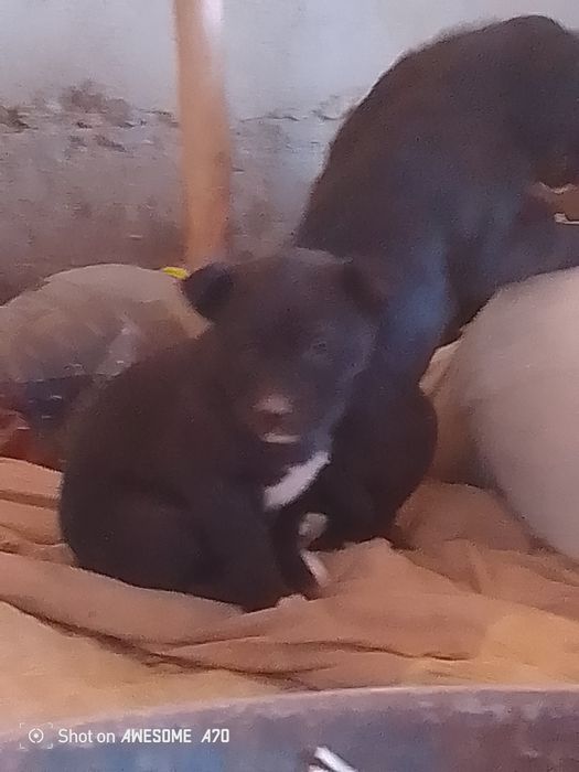 Stafa_bolalari sotiladi