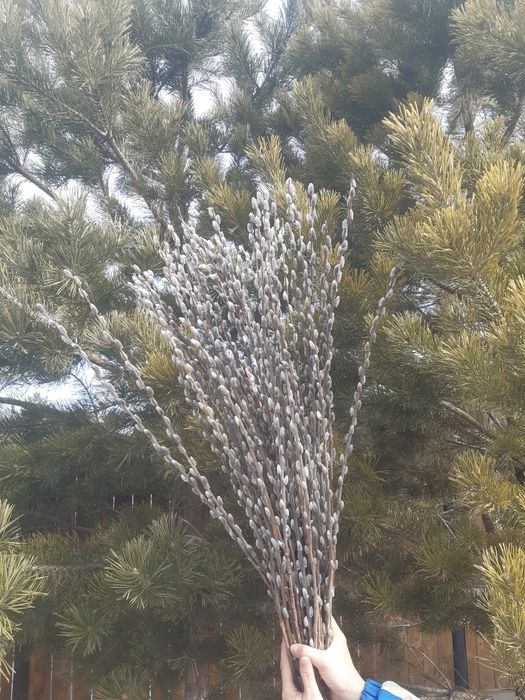 Продам вербу пушистую