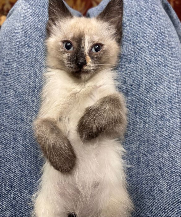 Котенок ищет дом