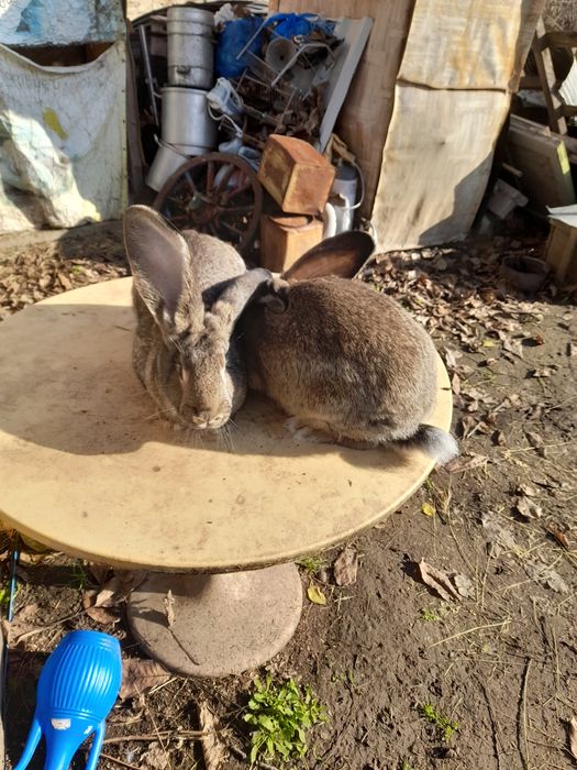 Продавам зайци..