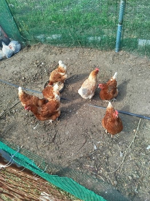 Продам курей и петуха