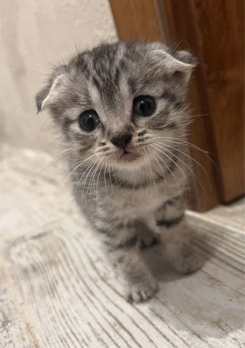 Шотландски клепоухи и правоухи котета