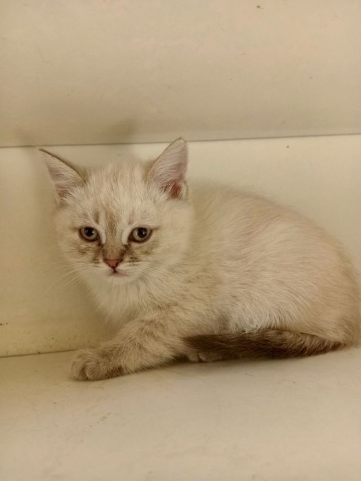 Mushuklar sotiladi skottish fold 3 oylik sogʻlom har biri alohida 100$