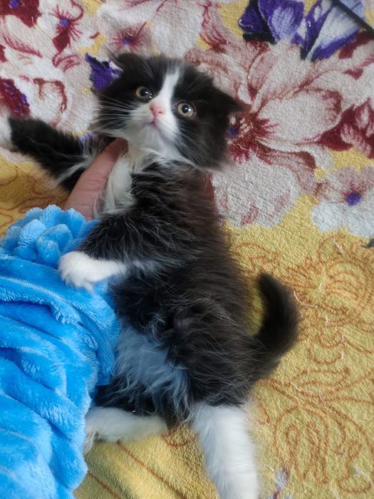 Вислоухая девочка