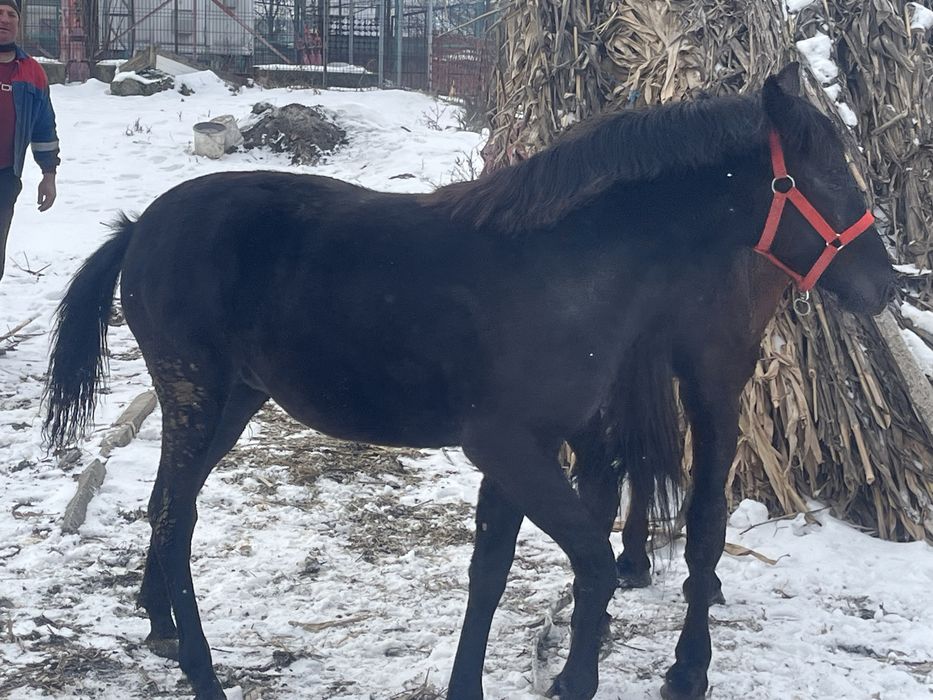 Vand carlana de 9 luni