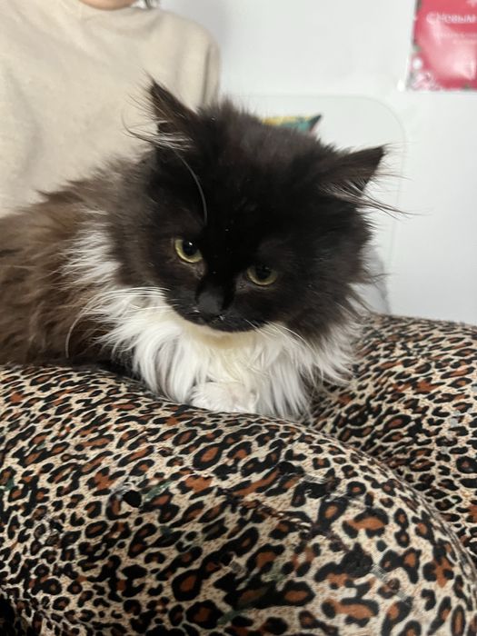 Котенок очень ласковый