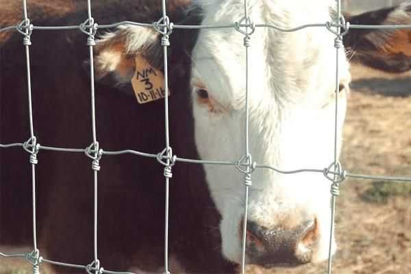 Сетка Чабанка ,шарнирная сетка