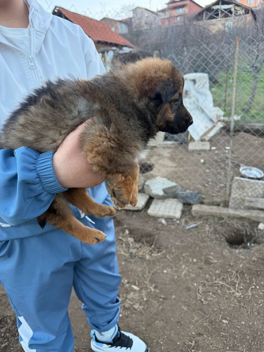 Белгийски овчарки