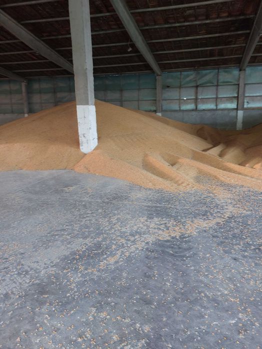 Porumb ,orz floare grau