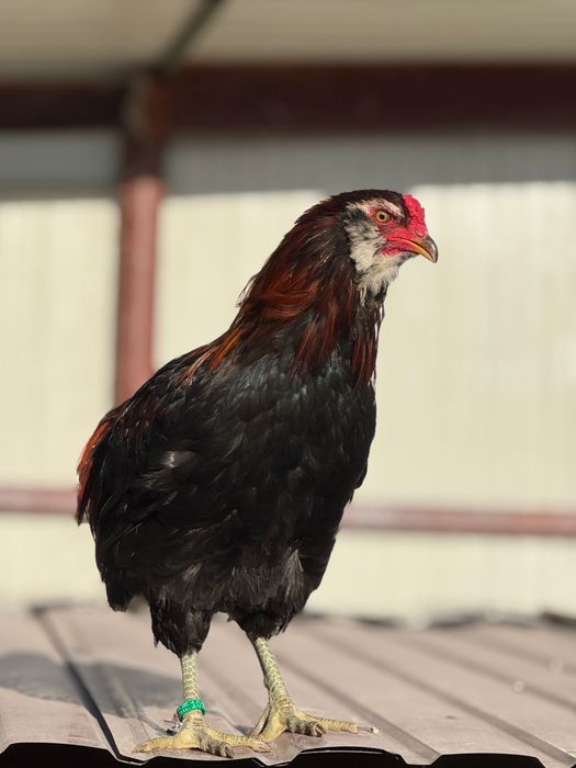 Cocoși de rasă – Moțați, Wyandotte, Ameraucana, Păduană, Australorp