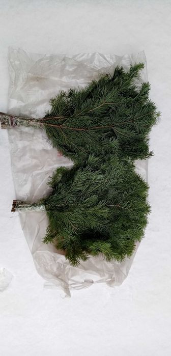 Веники пихтовые банные