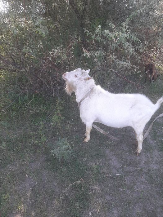 Мал, 3 жасар теке