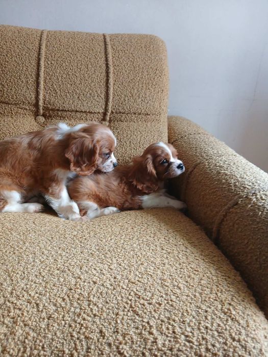 Cavalier King charles spaniels