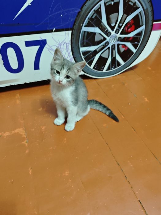 Отдам бесплатно котят