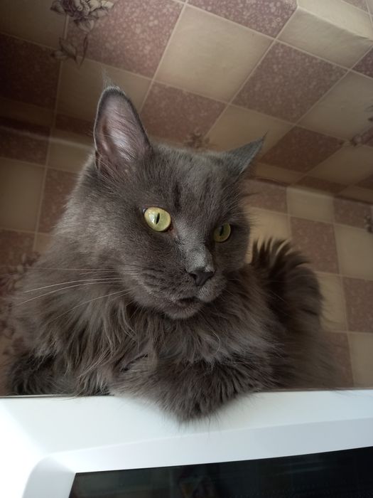 Отдам в хорошие руки