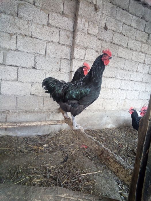 Qora shaxzoda xo'rozlari sotiladi