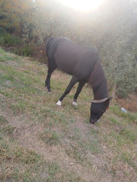 Vând cal de căruță urgent