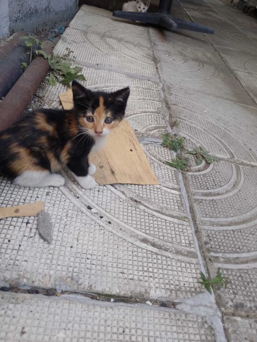Подарявам котета