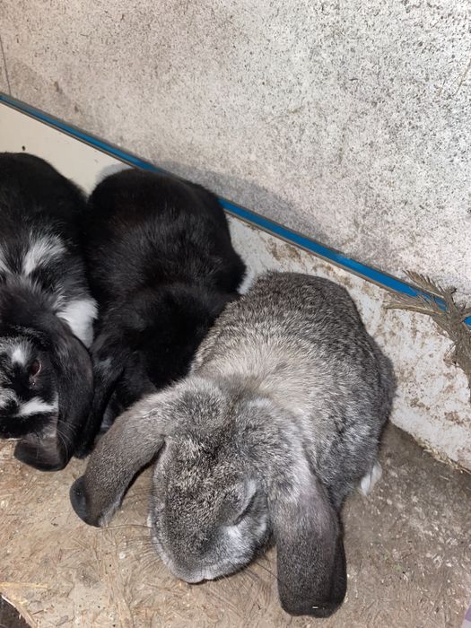 Iepuri  Berbec German