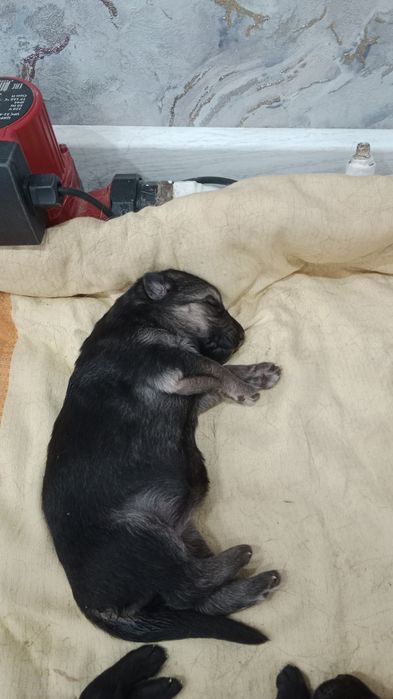 Продам щенят немецкий овчарка