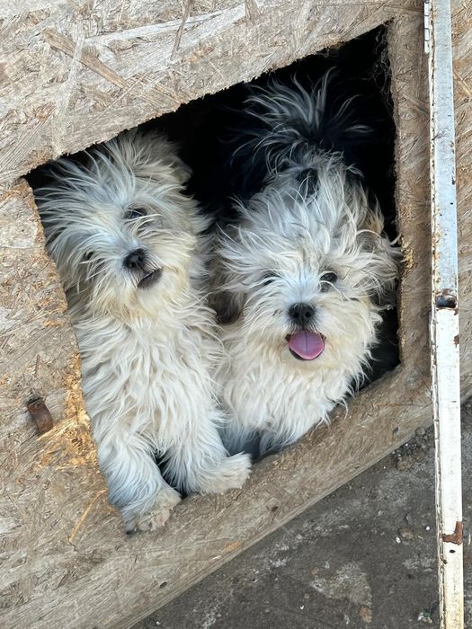 Bichon Havanez spre adoptie